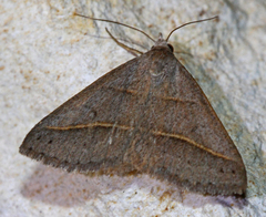 Hemeroplanis parallela