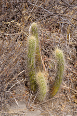 Trichocereus quadratiumbonatus
