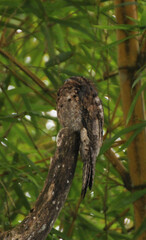 Nyctibius griseus