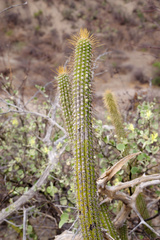 Cleistocactus micropetalus