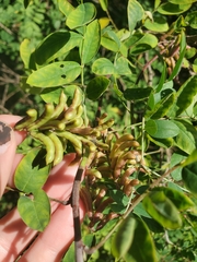 Indigofera suffruticosa