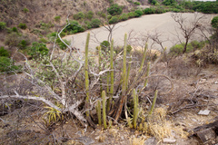 Cleistocactus micropetalus