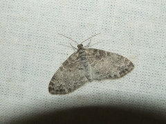 Lobophora halterata