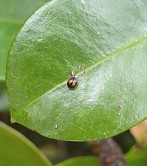 Serangium maculigerum