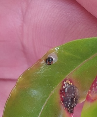 Serangium maculigerum