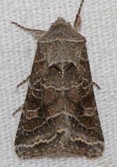Lacinipolia erecta