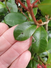 Serangium maculigerum