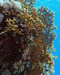 Millepora dichotoma