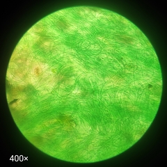 Cyanobacteria