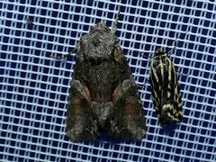 Lacanobia contigua