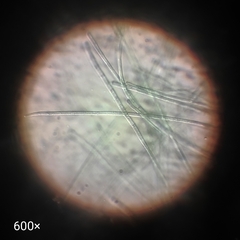 Cyanobacteria