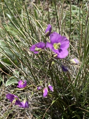 Heliophila rigidiuscula