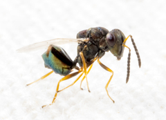 Eucharitidae