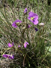 Heliophila rigidiuscula