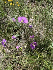 Heliophila rigidiuscula