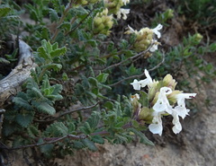 Dracocephalum nodulosum