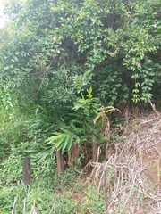 Hedychium coronarium