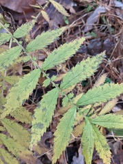 Agrimonia parviflora
