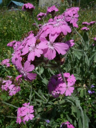 Image of Silene flos by no rights reserved