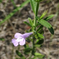 Hedeoma reverchonii