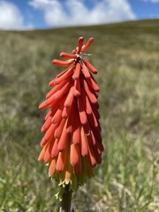 Kniphofia caulescens