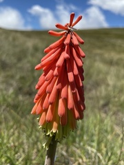 Kniphofia caulescens