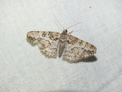 Cleora cinctaria