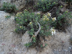 Dracocephalum nodulosum