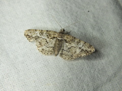 Cleora cinctaria