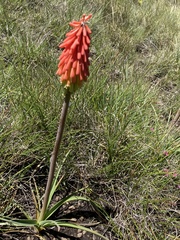 Kniphofia caulescens