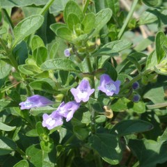 Scutellaria drummondii