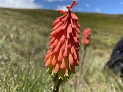 Kniphofia caulescens