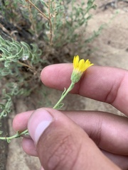 Heterotheca polothrix