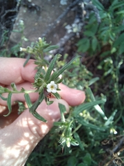 Lithospermum diversifolium