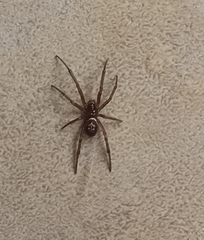 Steatoda nobilis