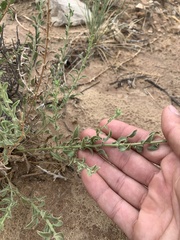 Heterotheca polothrix