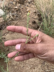 Heterotheca polothrix