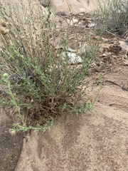 Heterotheca polothrix