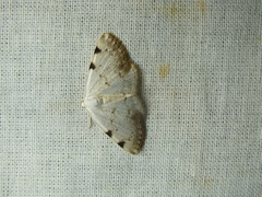 Lomographa bimaculata