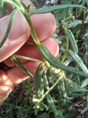 Lithospermum diversifolium