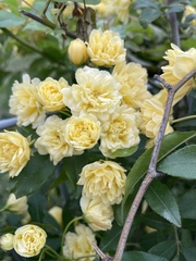 Rosa banksiae