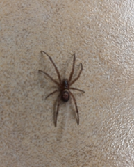 Steatoda nobilis