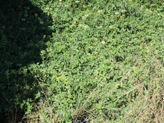 Lonicera