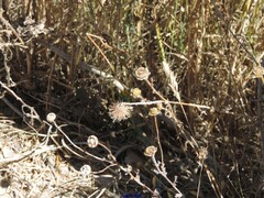 Glebionis coronaria
