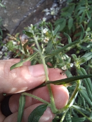 Lithospermum diversifolium