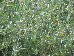 Atriplex halimus