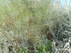 Atriplex halimus