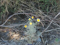 Glebionis coronaria