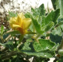 Mentzelia oligosperma