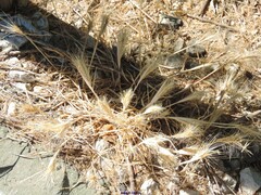 Hordeum geniculatum
